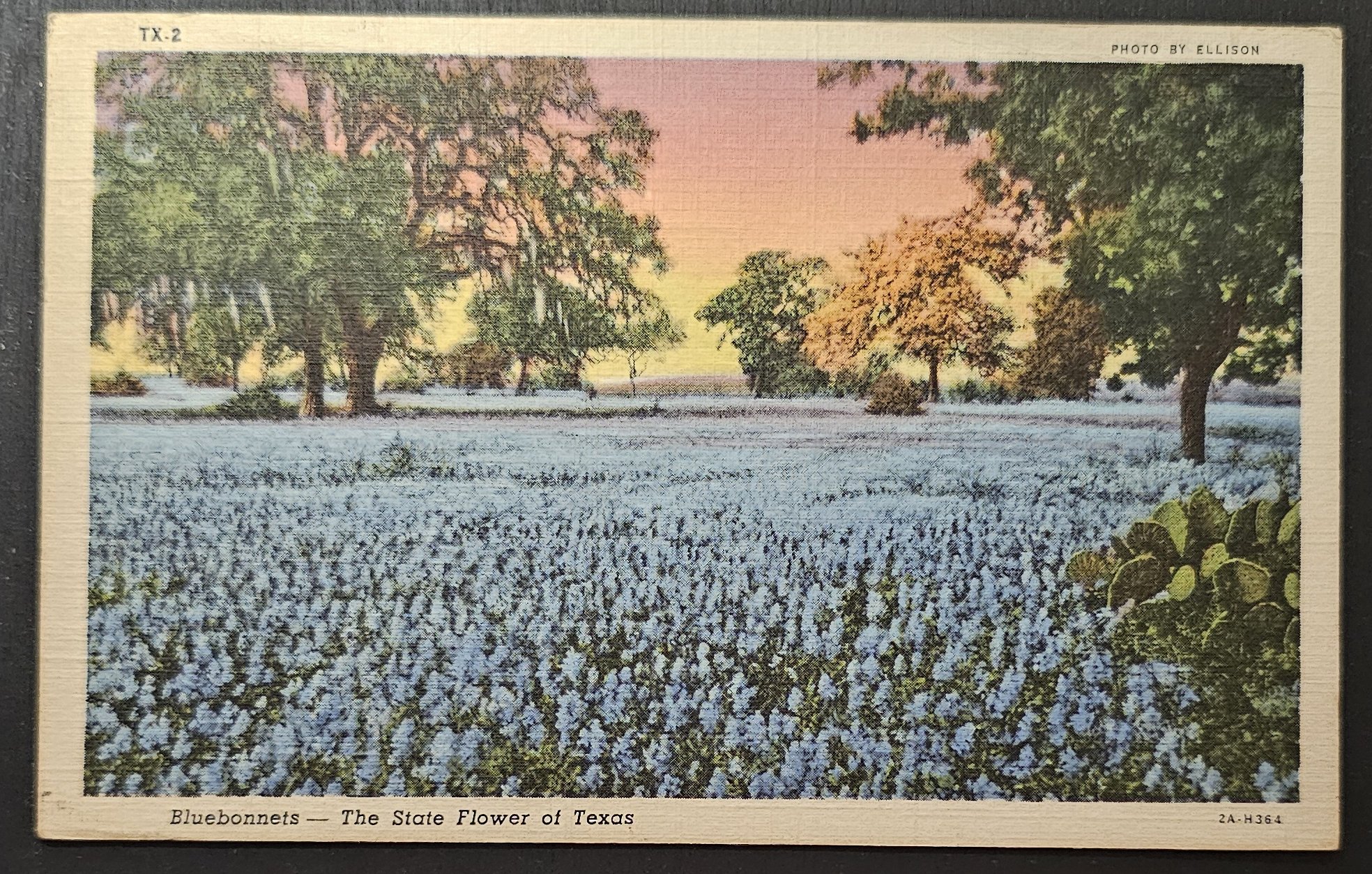 (image for) postcard USA - TX - Texas #0013